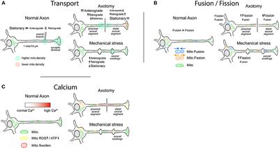Mitochondrial behavior when things go wrong in the axon